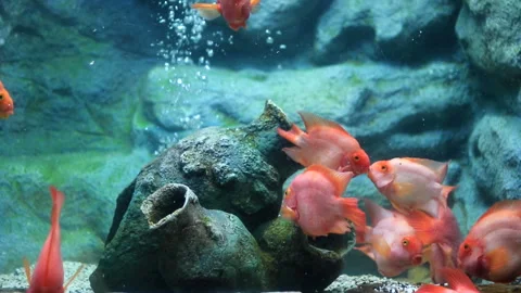 Red discus fish Stock Footage 198883429