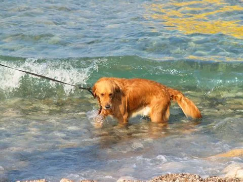 Red dog bathing Stock Photos