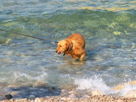 Red dog bathing Stock Photos