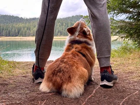 Red dog corgi sits between mans legs, lake and forest as a background Stock Photos