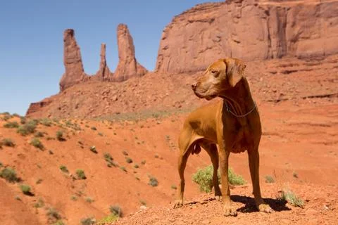 Red dog in desert Stock Photos