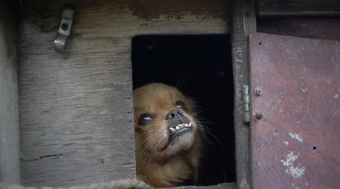 Red dog in doghouse Stock Footage 52157482