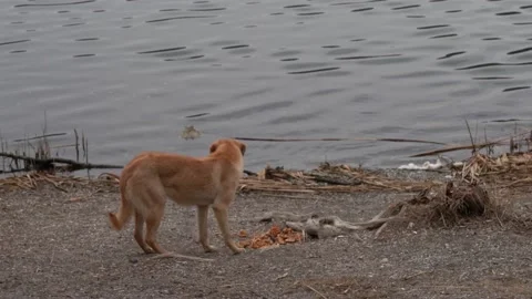 The red dog eats leftovers left by people by the lake Stock Footage 166368751