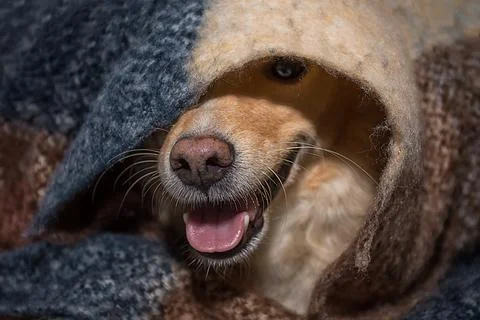 Red dog face Foto stock