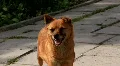 Red dog HD Footage