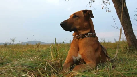 Red dog Stock Footage 8690744