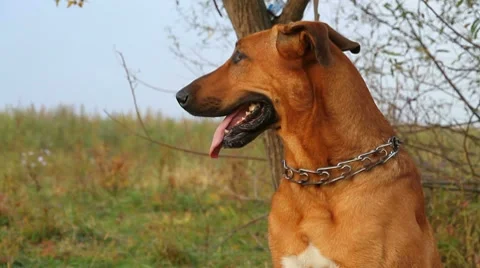 Red dog Stock Footage 8690762