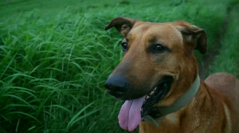 Red dog Stock Footage 25735877