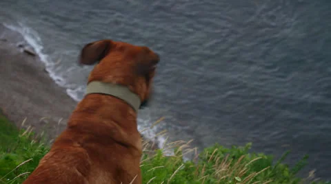 Red dog Stock Footage 25775611