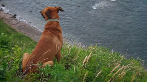 Red dog Stock Footage 25776545