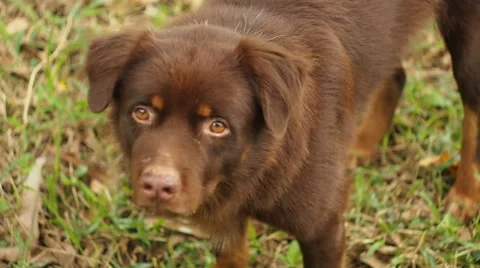 Red Dog Stock Footage 43466183