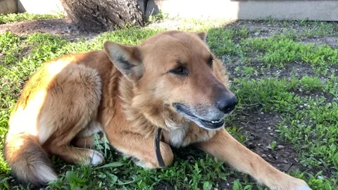 Red Dog Stock Footage 153976700