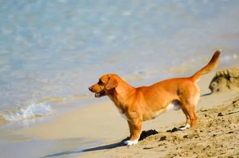 Red dog in front Stock Photos