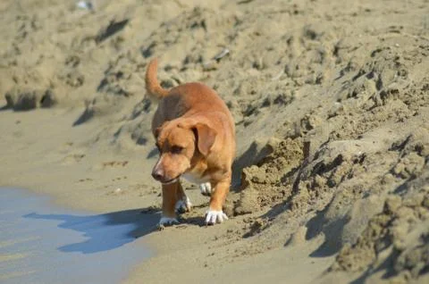 Red dog in front Stock Photos