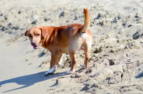 Red dog in front of the waves Stock Photos