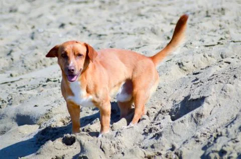 Red dog in front of the waves Stock Photos