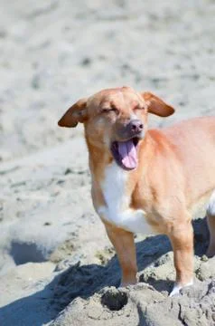 Red dog in front of the waves Stock Photos