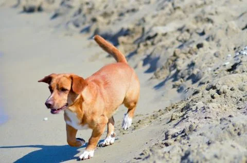 Red dog in front of the waves Foto stock