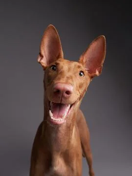 Red dog with a funny muzzle. Pharaoh hound, cirneco dell'etna on gray background Stock Photos