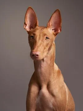 Red dog with a funny muzzle. Pharaoh hound, cirneco dell'etna on gray background Foto stock