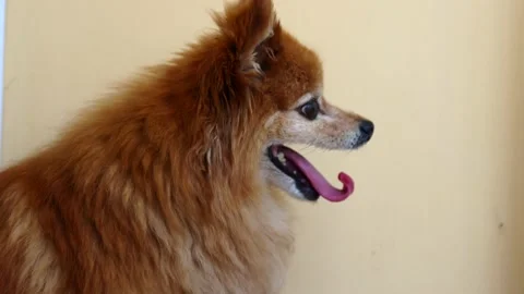 Red dog of the German Spitz breed does not find a place for himself from fear Stock Footage 168610770