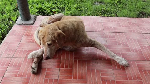 Red dog lying and scratching himself on tile flooring Stock Footage 141799884