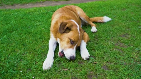 Red dog lying on the grass and chews bone Stock Footage 110848200
