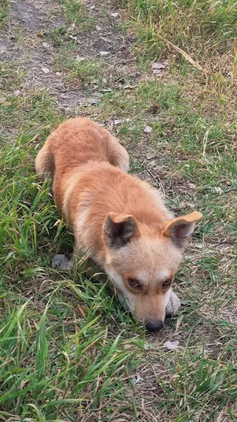 Red dog lying on grass and looking attentively and moves his ear Stock Footage 316948552