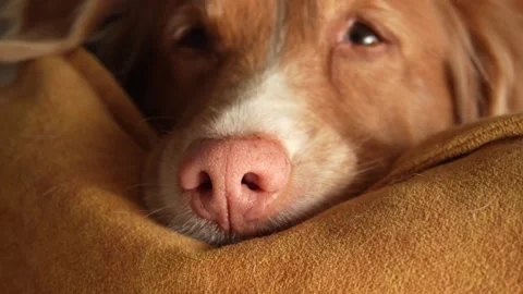 Red Dog lying on a pet bed. A Nova Scotia tolling retriever resting in a room. Stock Footage 253561215