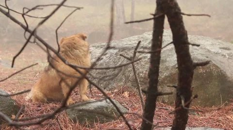 Red dog in the misty forest Vídeo Stock 48635363