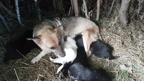 Red dog mother mongrel breastfeeds her newborn puppies in her lair Stock Footage 197409154