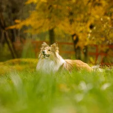 Red dog in the park. Stock Photos