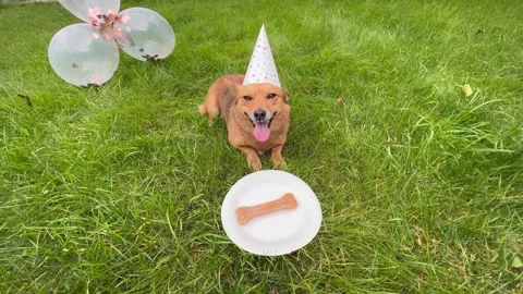 Red dog in party hat lying on grass with bone treat. Birthday party scene. 스톡 동영상 311848624