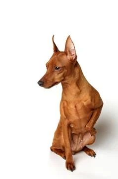 Red dog Stock Photos