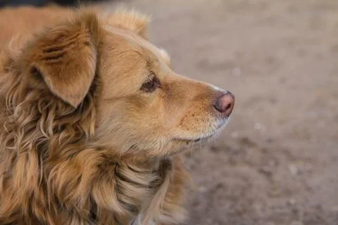 Red dog Stock Photos