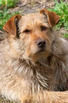 Red dog Stock Photos