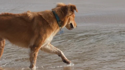 Red dog plays with the waves on the sea shoreline Stock Footage 123491732