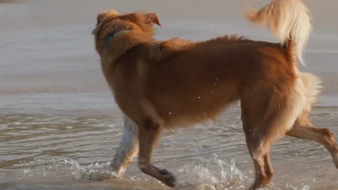 Red dog plays with the waves on the sea shoreline Stock Footage 123492059