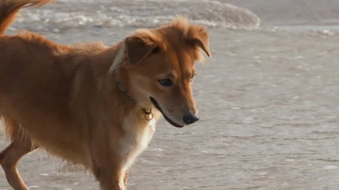 Red dog plays with the waves on the sea shoreline Stock Footage 123492315