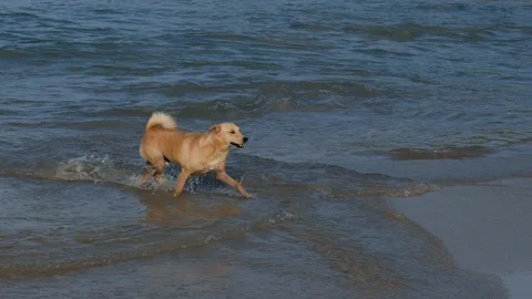 Red dog plays with the waves on the sea shoreline Stock Footage 123492331