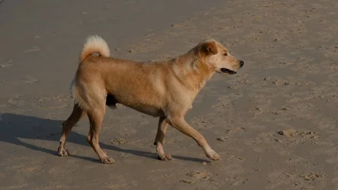 Red dog plays with the waves on the sea shoreline Stock Footage 123492776