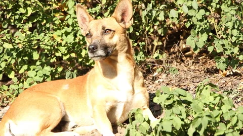 A red dog, resting in the park on a sunny day, noticed something Stock Footage 254822853