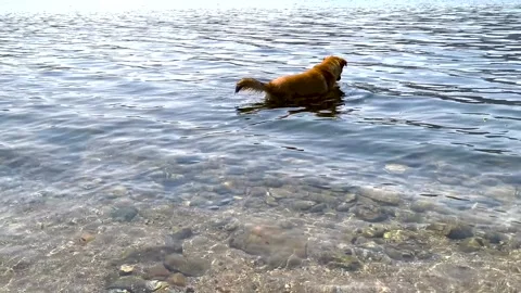 Red dog in the sea cools down after active play. The obedient dog wet his paws. Stock Footage 309733509