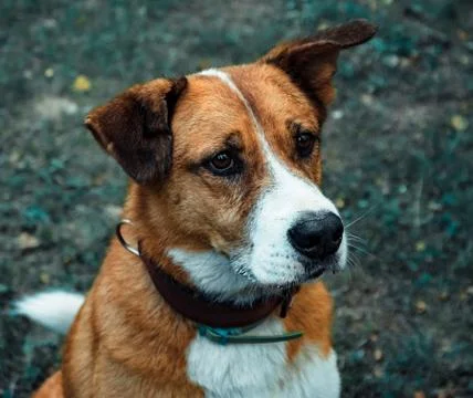 Red dog sits in an attentive expression Stock Photos
