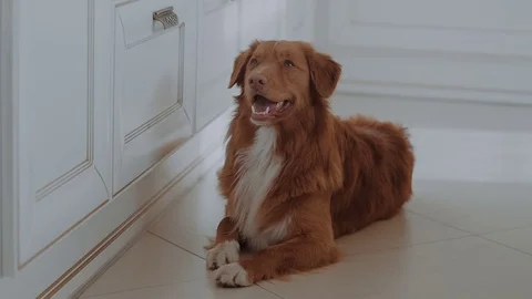Red dog sits on the floor Stock Footage 82754231