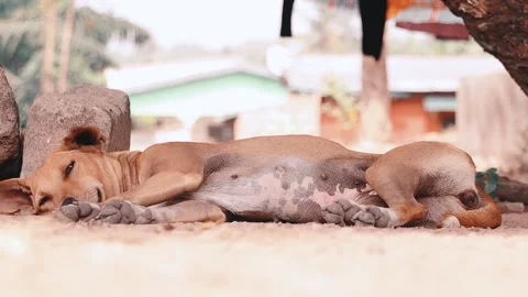 Red dog sleeping under a tree shade Stock Footage 172084308