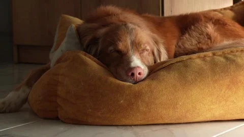 Red Dog sleeps on a pet bed. A Nova Scotia tolling retriever resting in a room. Stock Footage 253560583