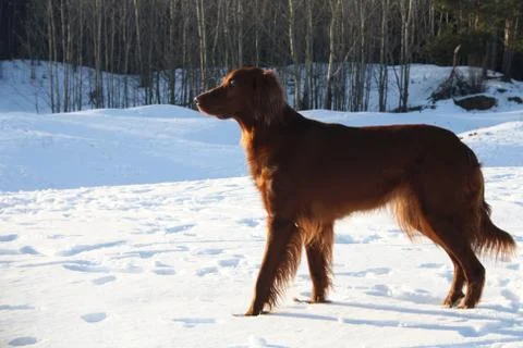Red dog  on the snow Stock Photos