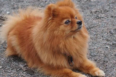 Red dog Spitz Stock Photos