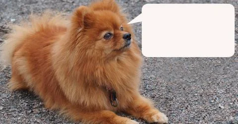 Red dog Spitz Foto stock